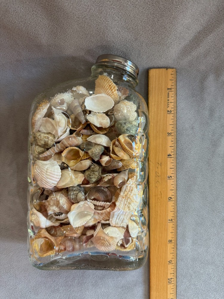 Shell Filled Bubble Textured Surface Jar with Lid