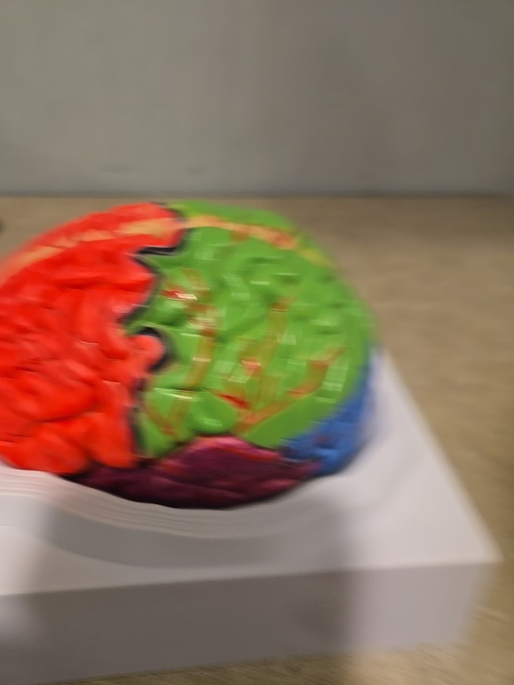 Life Size Human Brain