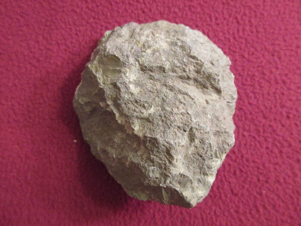 Fossil trilobite 9.2oz