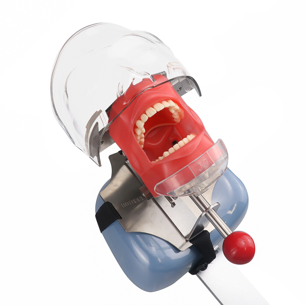Dental Manual Manikin Simulator Phantom Head Model with 28pcs Replacement Teeth