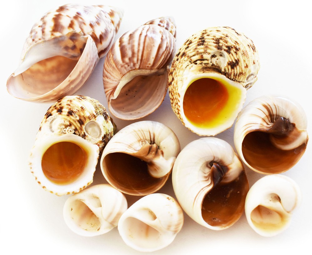 10 Hermit Crab Changing Shell Set Medium Size Select Turbo / Land Snail Shells