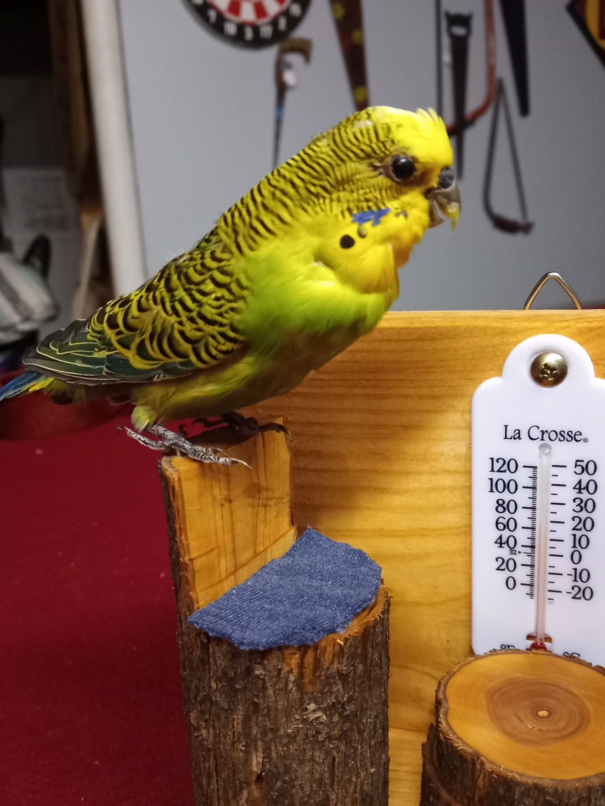 DUAL PARAKEET TAXIDERMY WALL OR TABLE DECORATION Bulgarian Parakeets