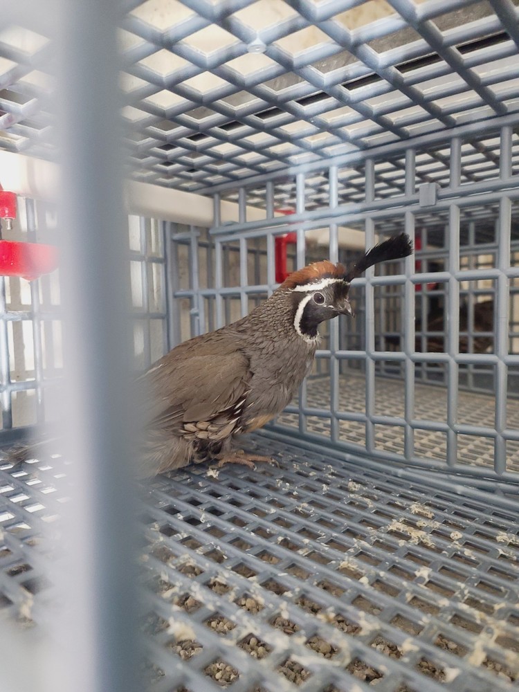 25 Valley Quail Hatching Eggs