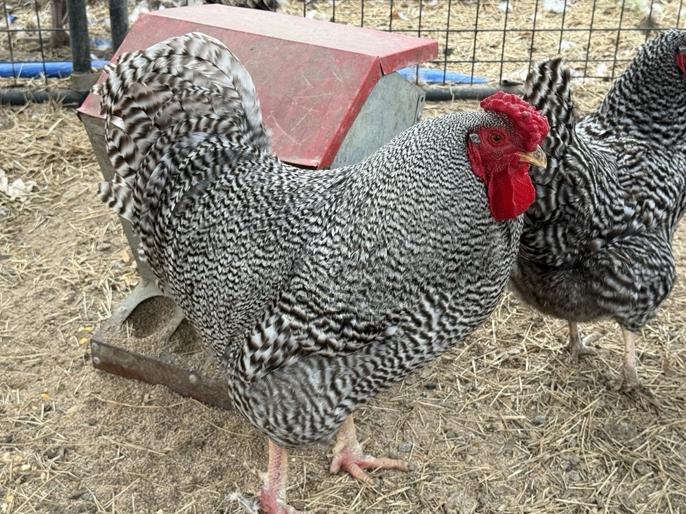 8 Dominique Chicken Hatching Eggs - Heritage Breed - IT SPRING HATCHING EGGS