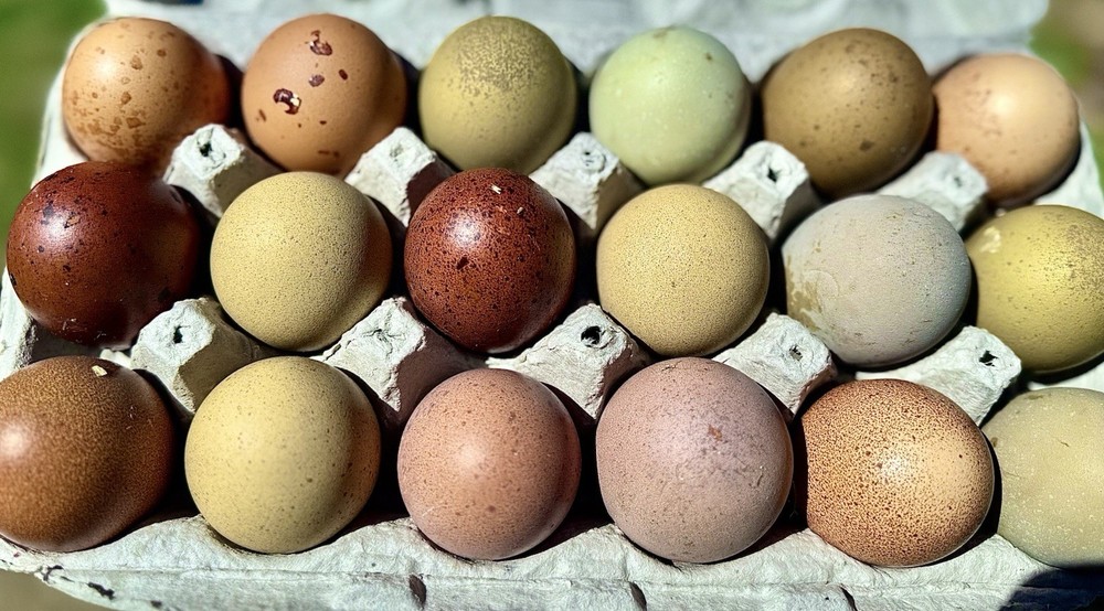 Blooms & Speckles 6 Hatching Eggs Npip/ai