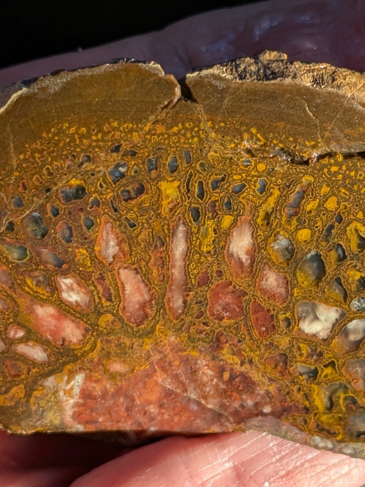 UV * Super Nice Dinosaur Bone * Rough *