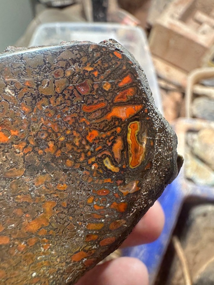 Dinosaur bone rough polished specimen