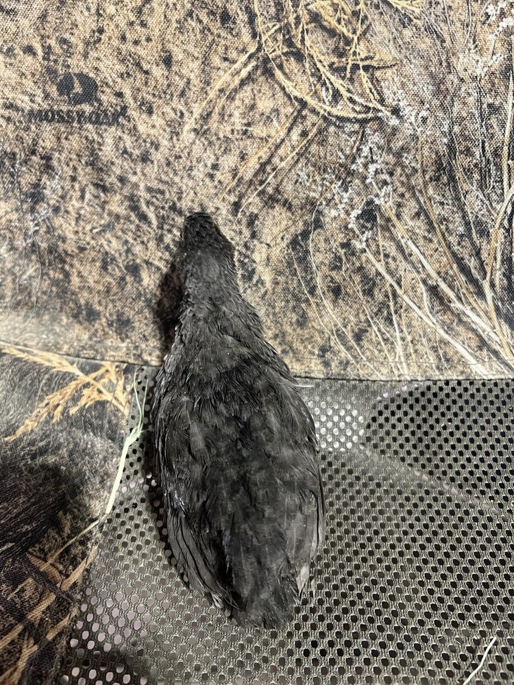 12 All Black Coturnix Quail Hatching Eggs NPIP Healthy