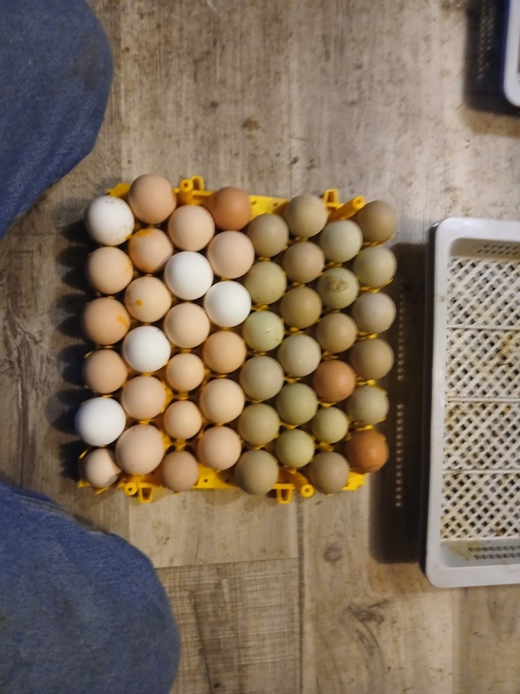 Brown Leghorn Hatching Eggs