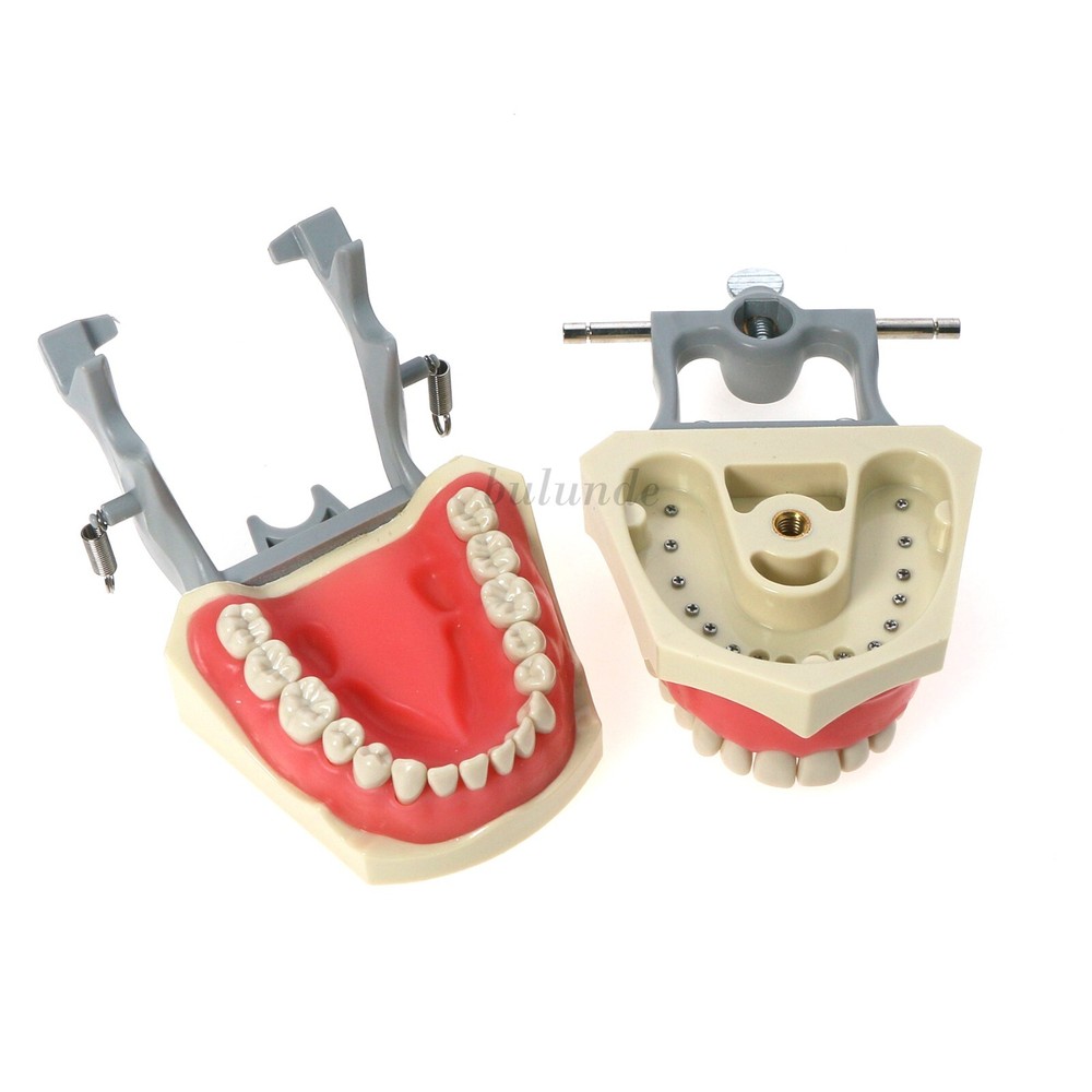 Dental Typodont 28/32PCS Teeth Models for Students Practice Model M80 Series