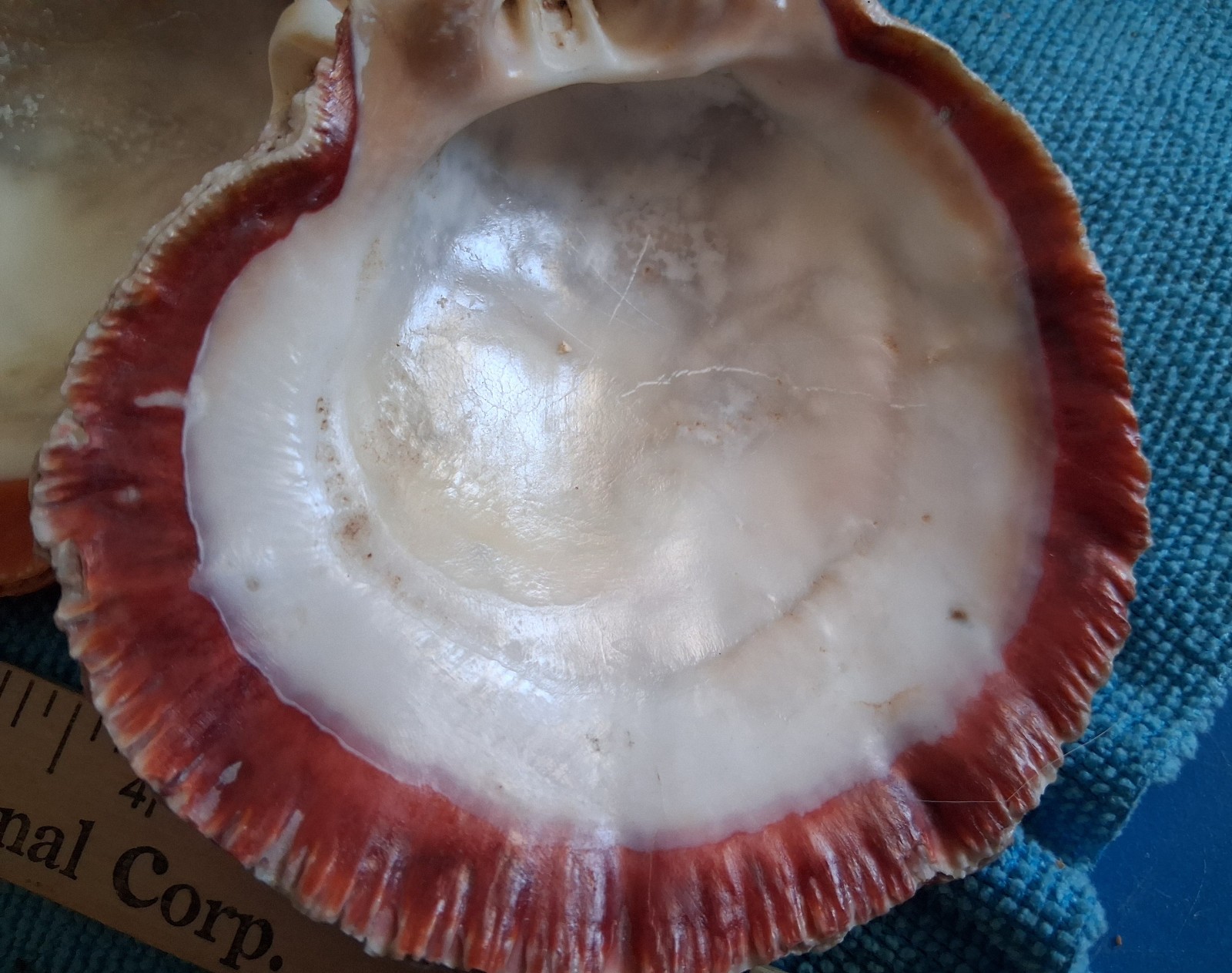 Spiny Oyster Two Half Shells 1 Incredible Orange 1 Amazing Red Approx 4 Inches