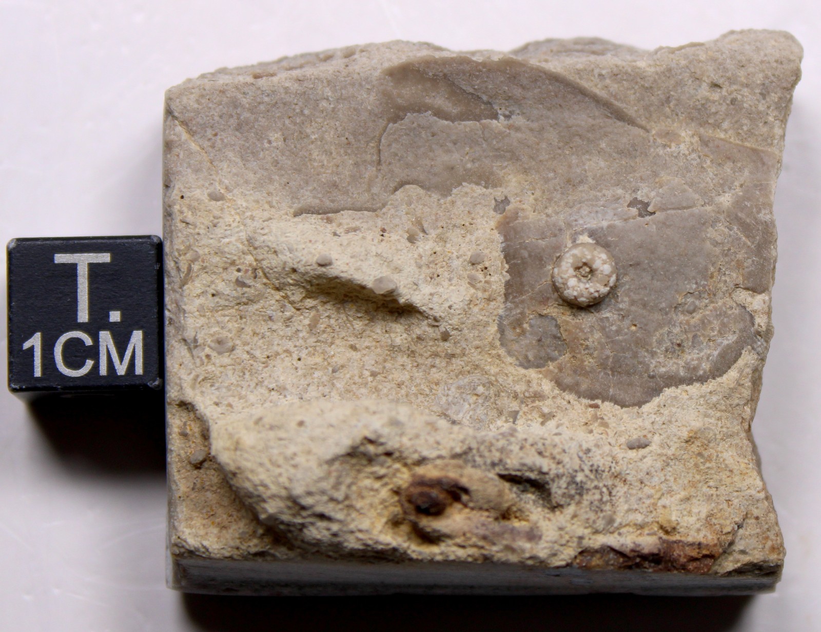 Lichenocrinus tuberculatus Crinoid Holdfast Fossil Ordovician Missouri Decorah