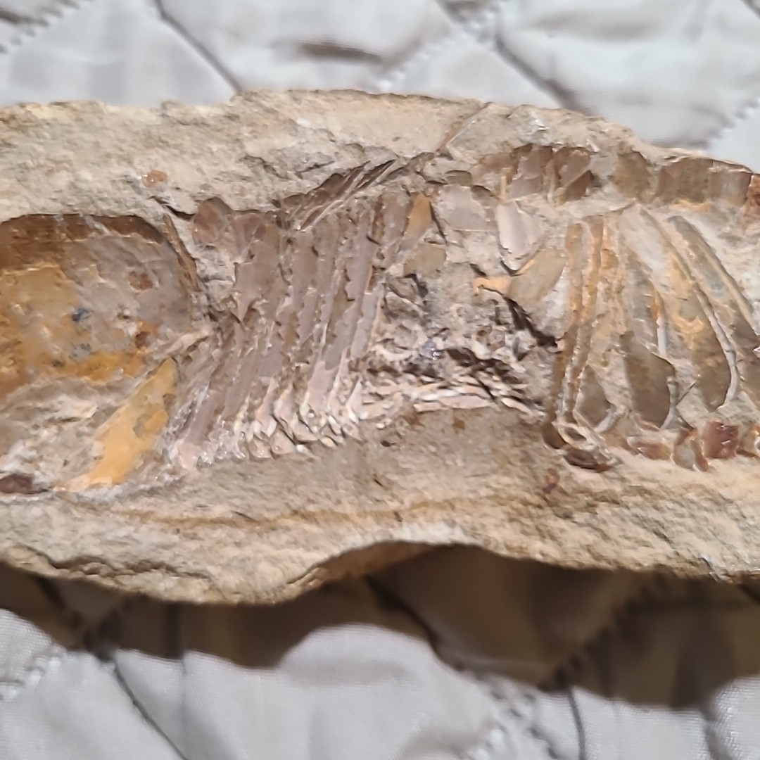 Rare living fish fossil specimen, the scale texture is clearly visible