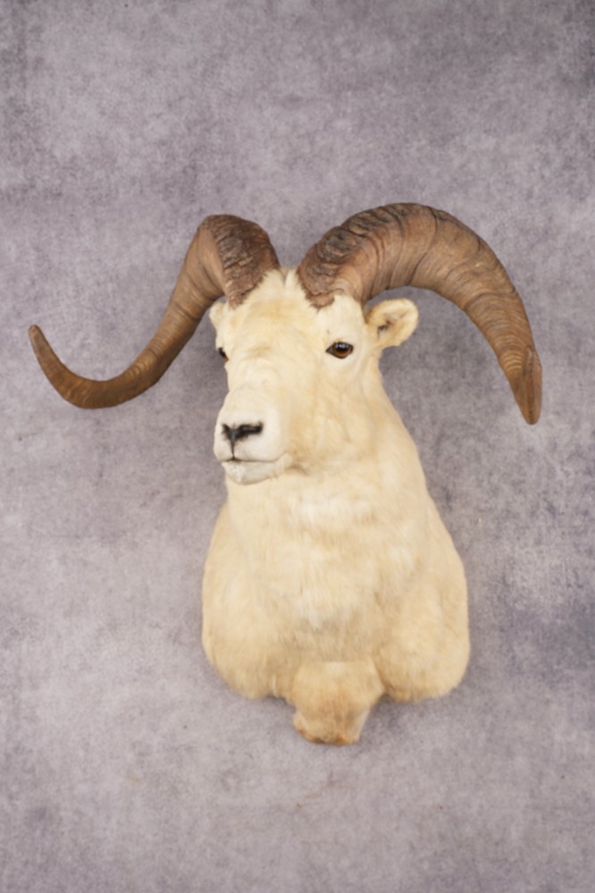 Dall Sheep SKU 3213