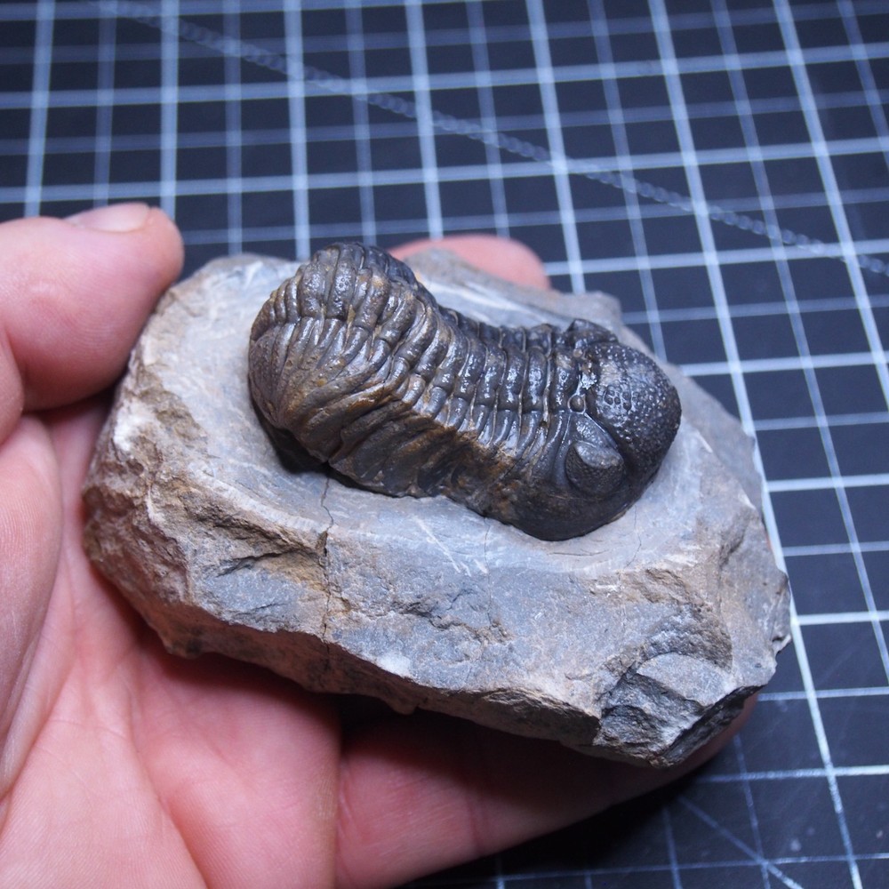 Morocops Trilobite Devonian Trilobiten Arthropods