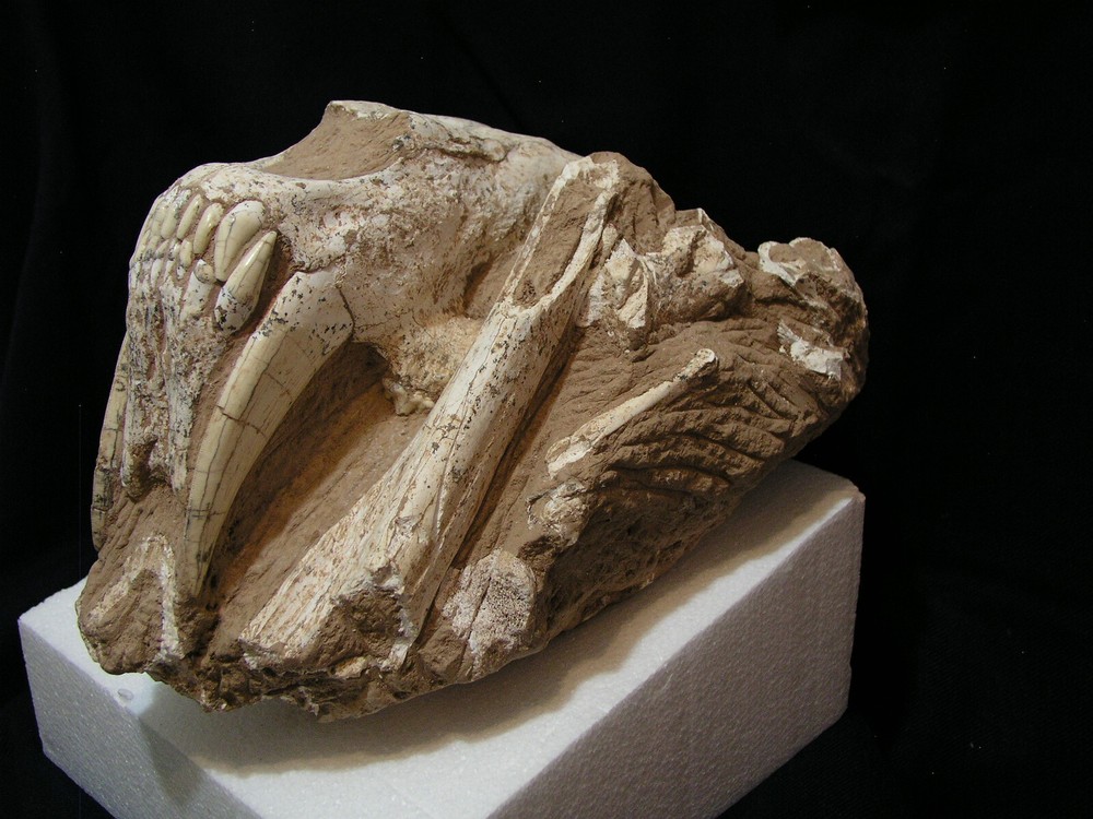 Authentic Saber-Tooth skull matrix
