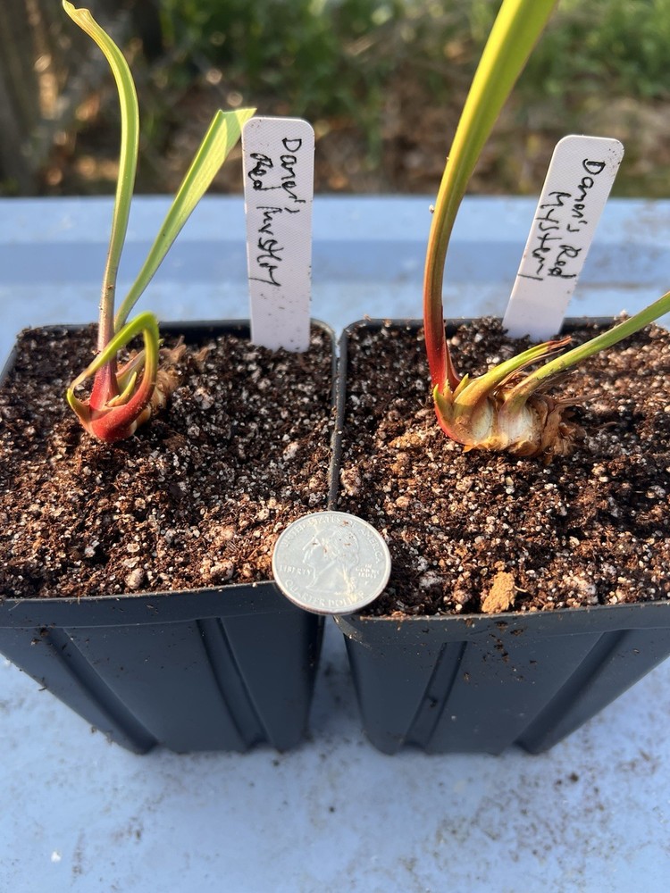 Sarracenia Damon’s Red Mystery