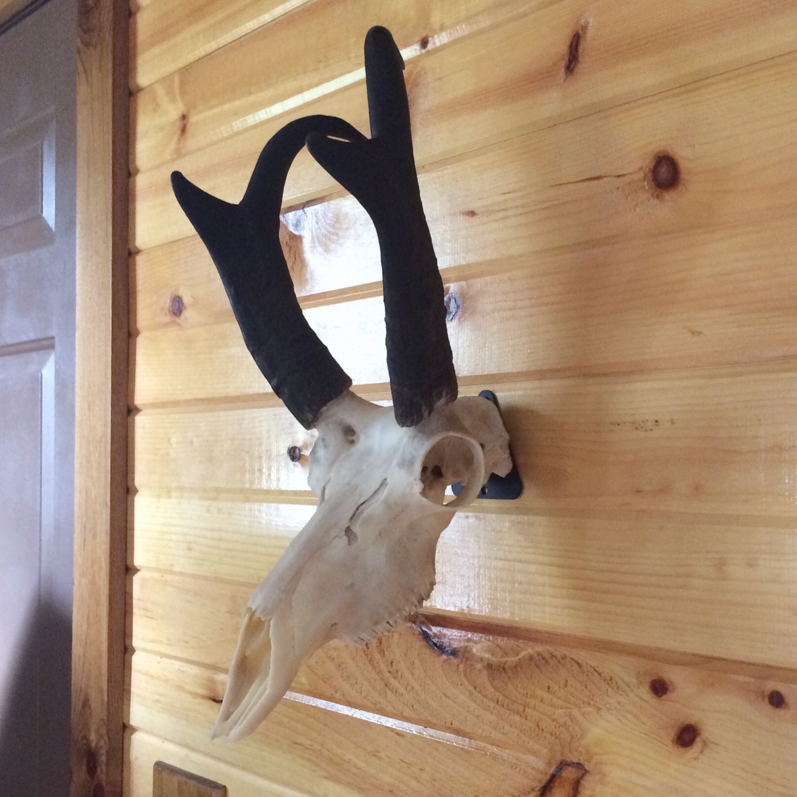 European Skull Mount Hanger *The EuroHanger* Deer Skull Hook