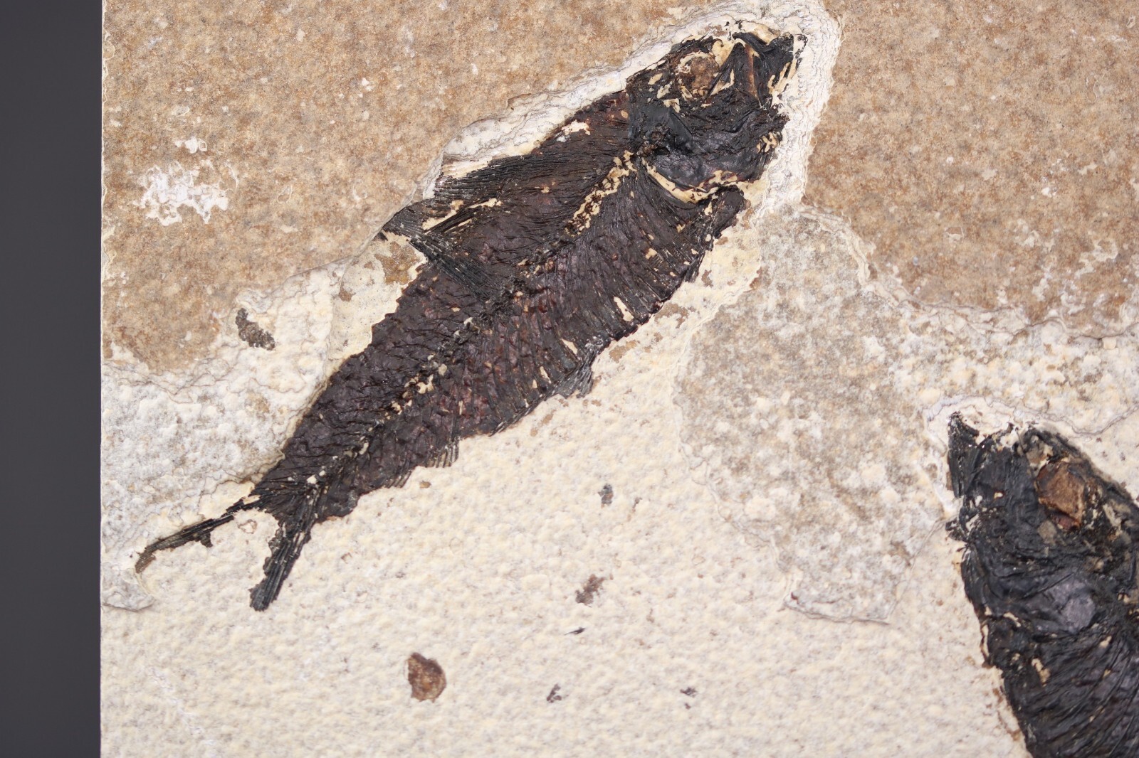 Multi Fossil Fish Mortality Fossil Lake Green River Fm Wyoming WY COA 11763