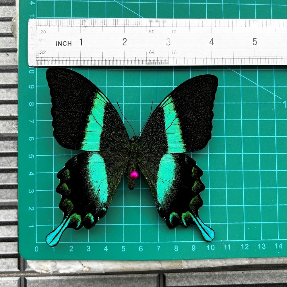 Real Papilio Blumei Butterfly Shadow Box Easter Spring Decor Unique Mom Gift