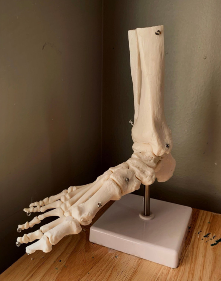 Human Skeletal Anatomy Study Model