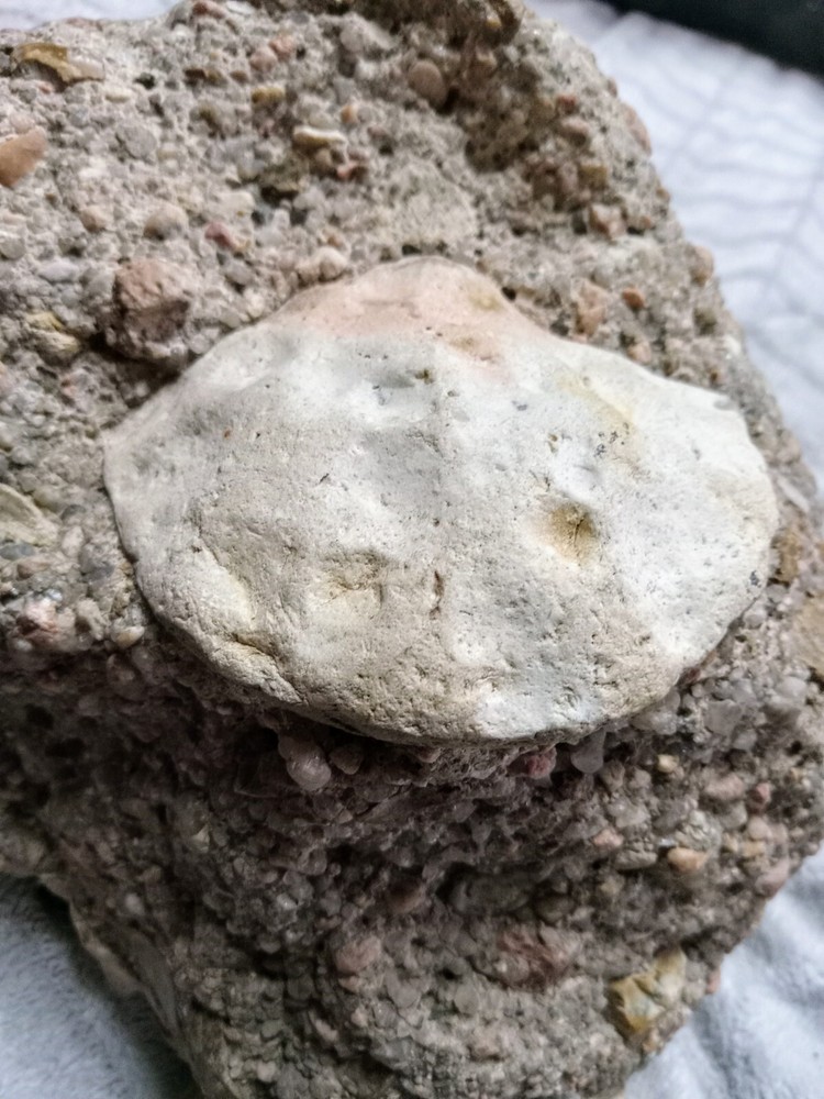 Clam? Fossil On Matrix