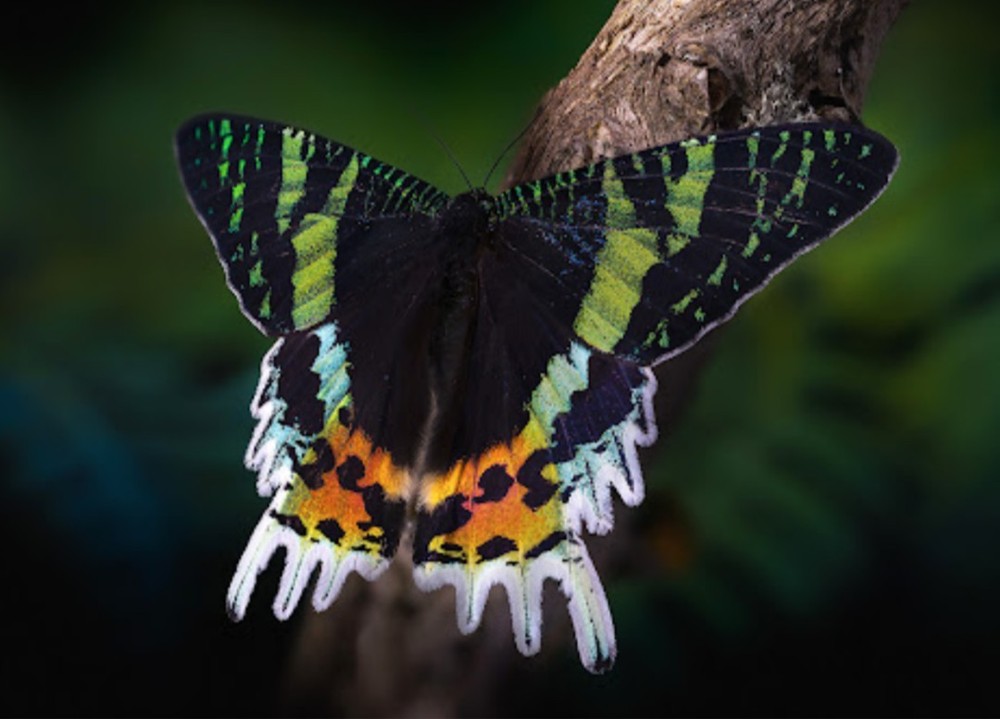 WINGS OPEN Madagascar Sunset Moth Urania ripheus