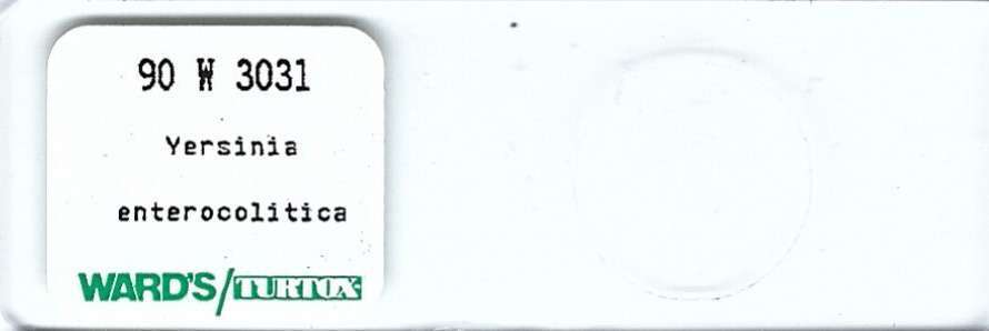 Yersinia enterocolitica Microscope Slide