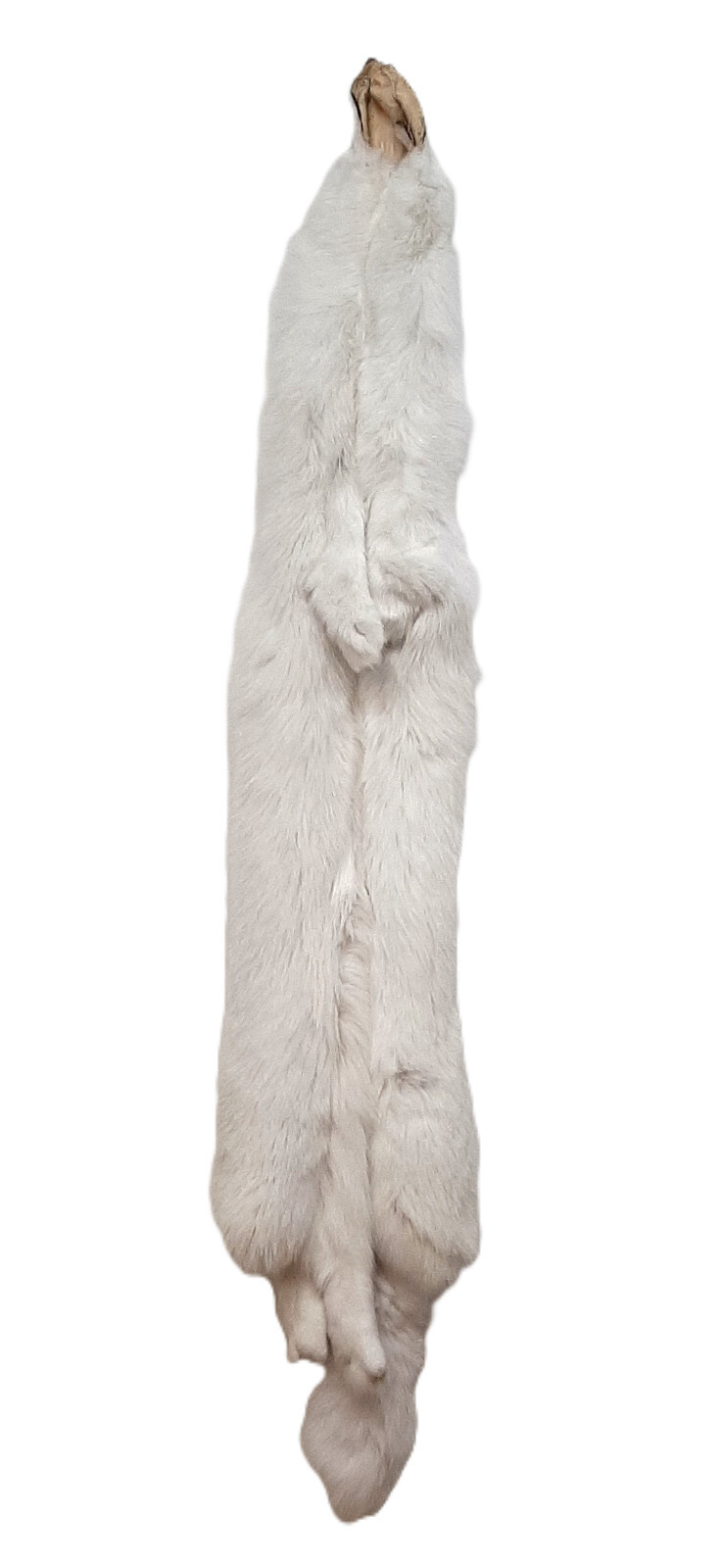 Arctic White Fox Pelt, Ranched - Densely Furred and HUGE