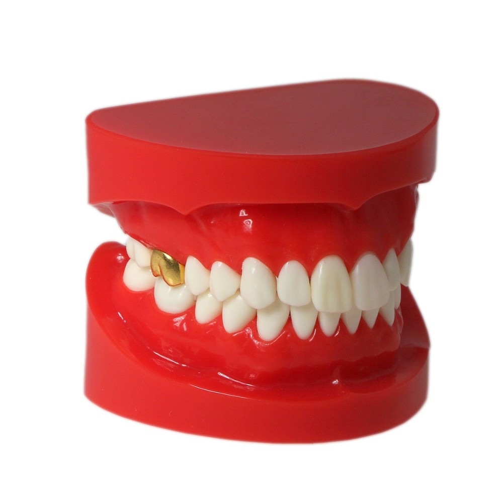 Dental Typodont Teaching Restoration Teeth Model Crown Post Core Bridge M6004