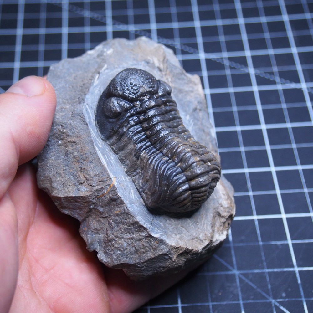 Morocops Trilobite Devonian Trilobiten Arthropods
