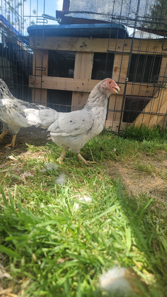 6+ Dark&Light Cornish &Splash Cornish Btm Hatching Eggs