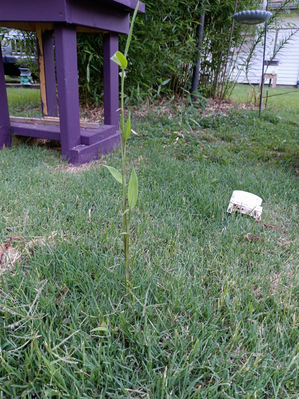 Fall Special MOSO Live Bamboo Root 6pc per order, 5 inches or longer each.