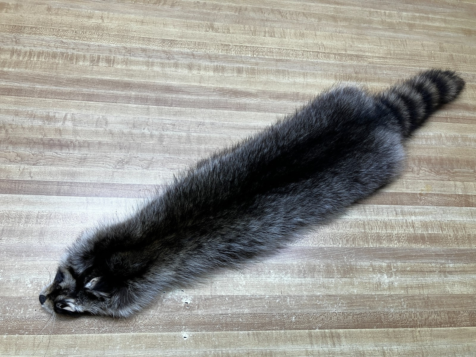 Raccoon Hides, Pelts, Tanned