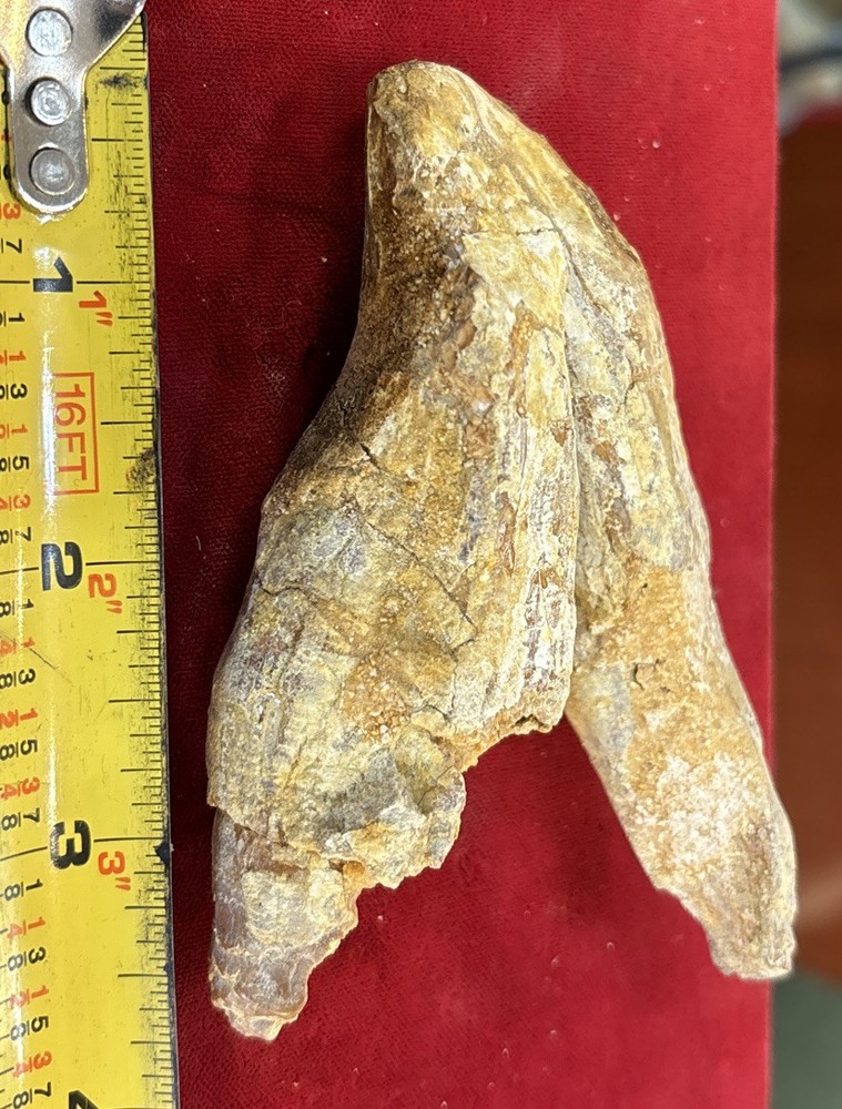 4” Basilosaurus Tooth 40-34 Mil Yrs Old Late Eocene