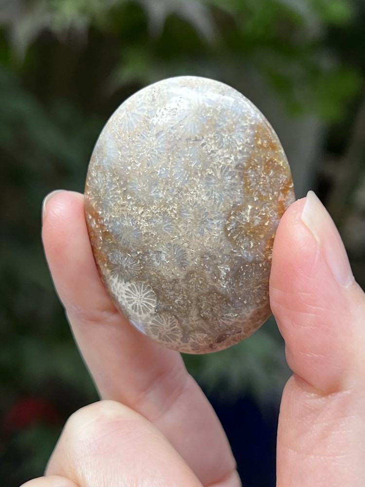 Fossilized Coral Crystal Palmstone AAA+ 28