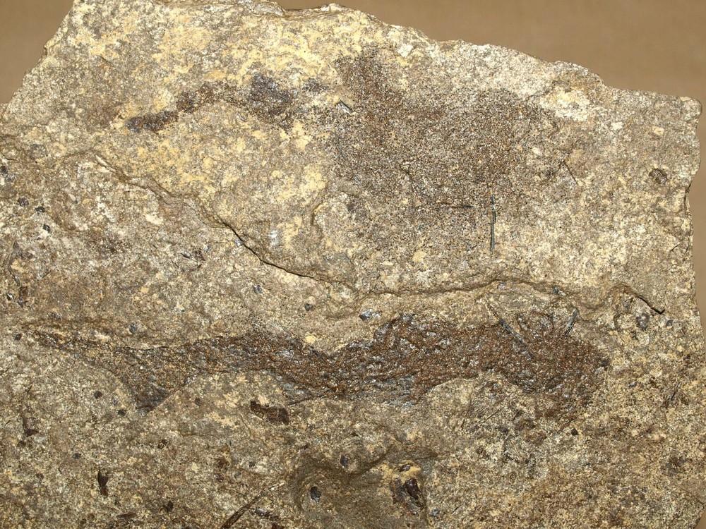 PAIR Paleozoic "Spiny sharks" -Acanthodes lopatini