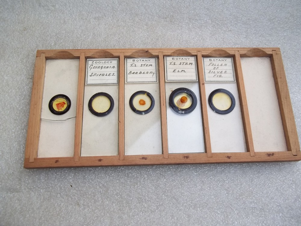 Vintage Glass Microscope Slides