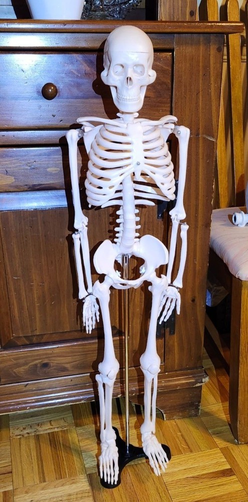 Anatomical Human Skeleton Model Educational Display & Decor