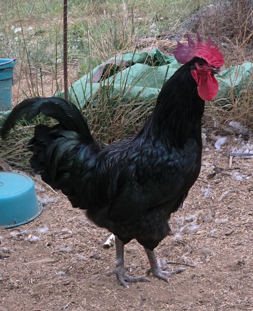 12+ *RARE* Dun Line Color Mudd Eggers! (Moss/Olive) Hatching Eggs!!