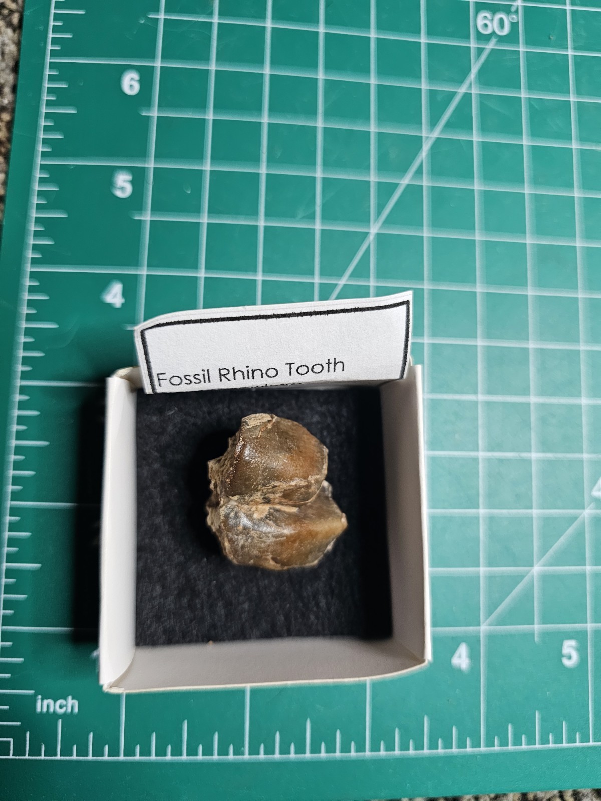 Fossil Rhino Tooth Suswassermolasse Oligocene Gunzburg Bavaria