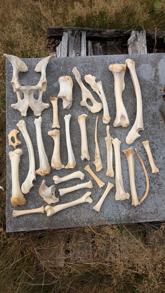 Bone Lot Farm NoBleach NoBoil NEED DEGREASE 30pc NaturallyDeceased MIX long bone