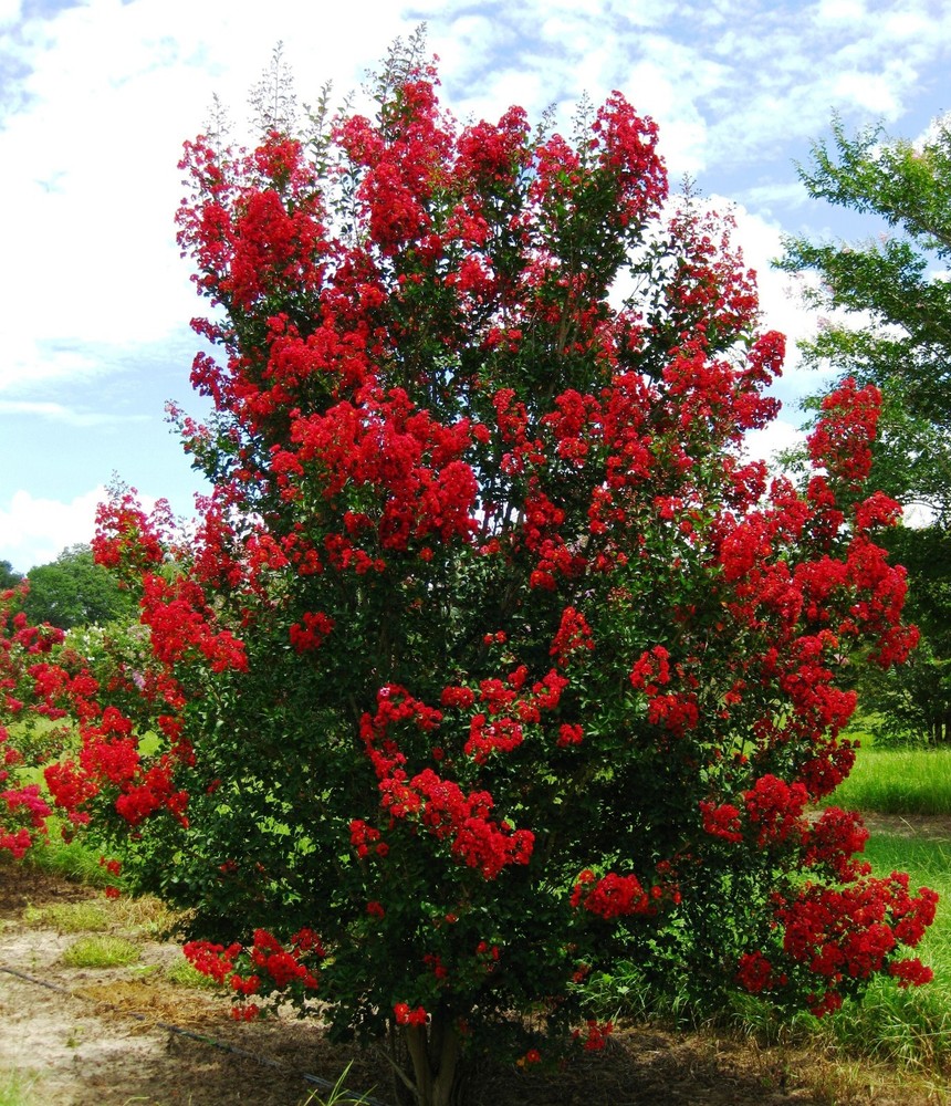 Red Rocket Crepe Myrtle Plants