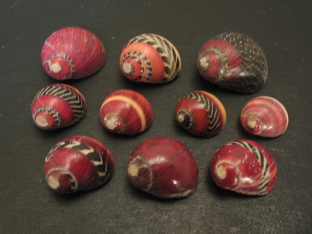 Awesome Collection...NERITINA COMMUNIS~10pc~Philippines SEASHELL