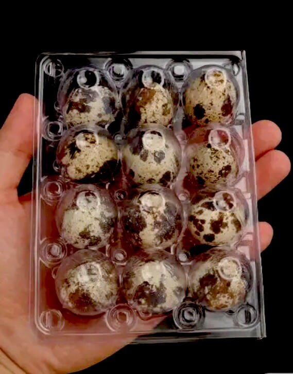 2 Dozen + 1 Dozen Free I , Jumbo Coturnix Hatching Eggs . NPIP / AI CLEAN..
