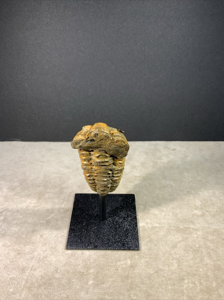 Trilobite Fossil on Stand