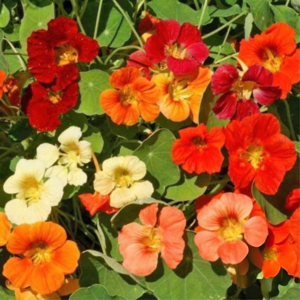 Nasturtium Tip Top Mix Seeds - 50 Seeds, Non-GMO