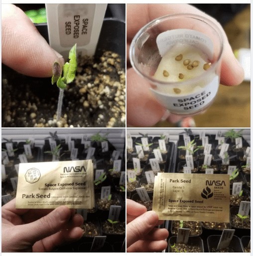 NASA Space Exposed Tomato Seeds