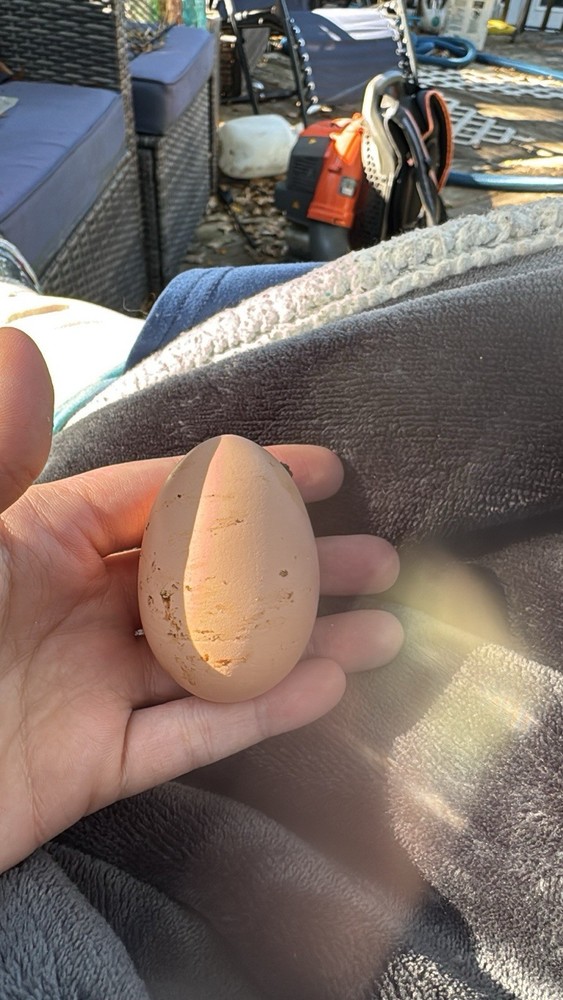 6 Pure Bred Naked Neck Eggs For Hatching.