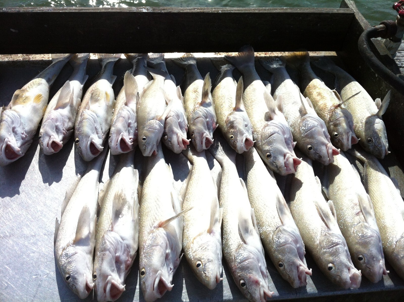 15 Surf Fishing Rigs Hi-Low Rigs Pompano Whiting Snappers Drum Spots Croakers